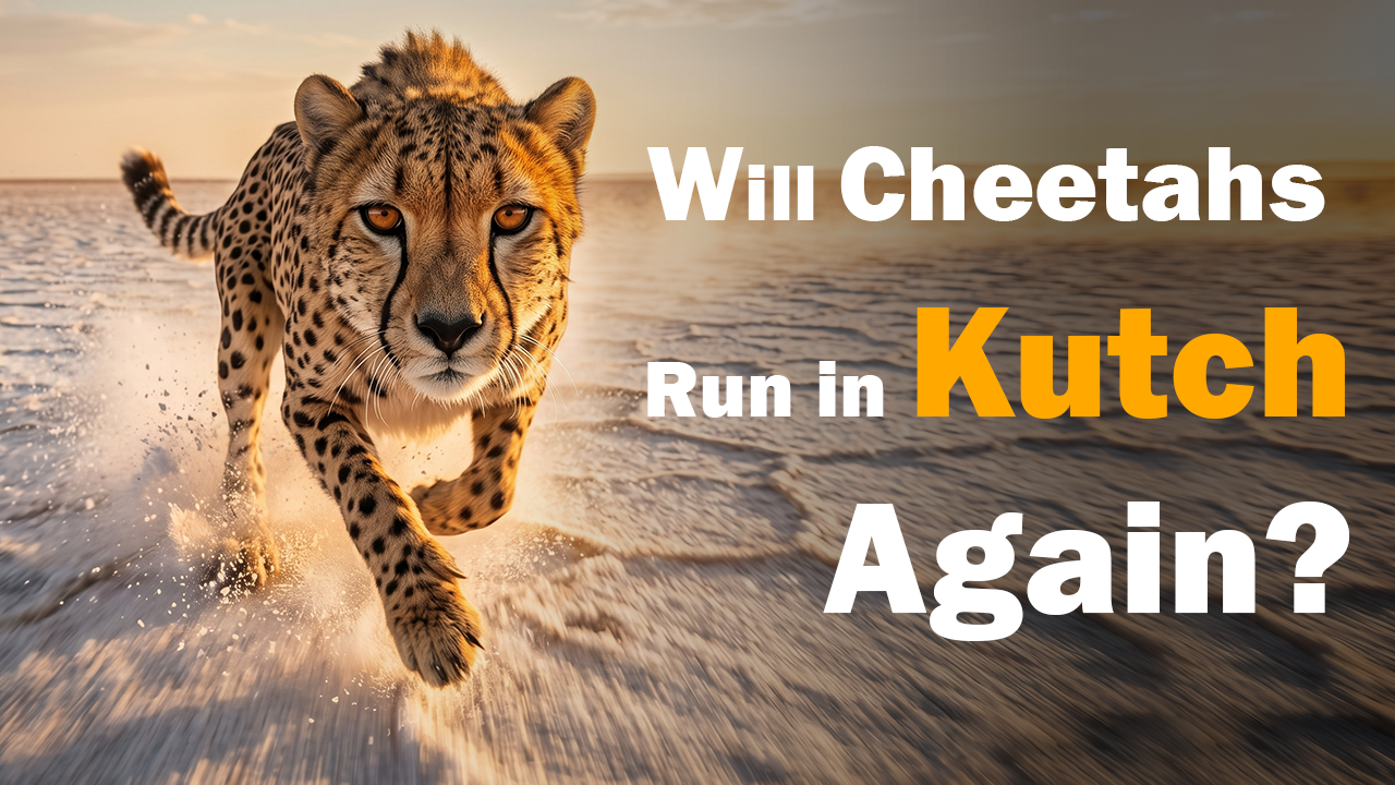 Will Cheetahs Run in Kutch Again?